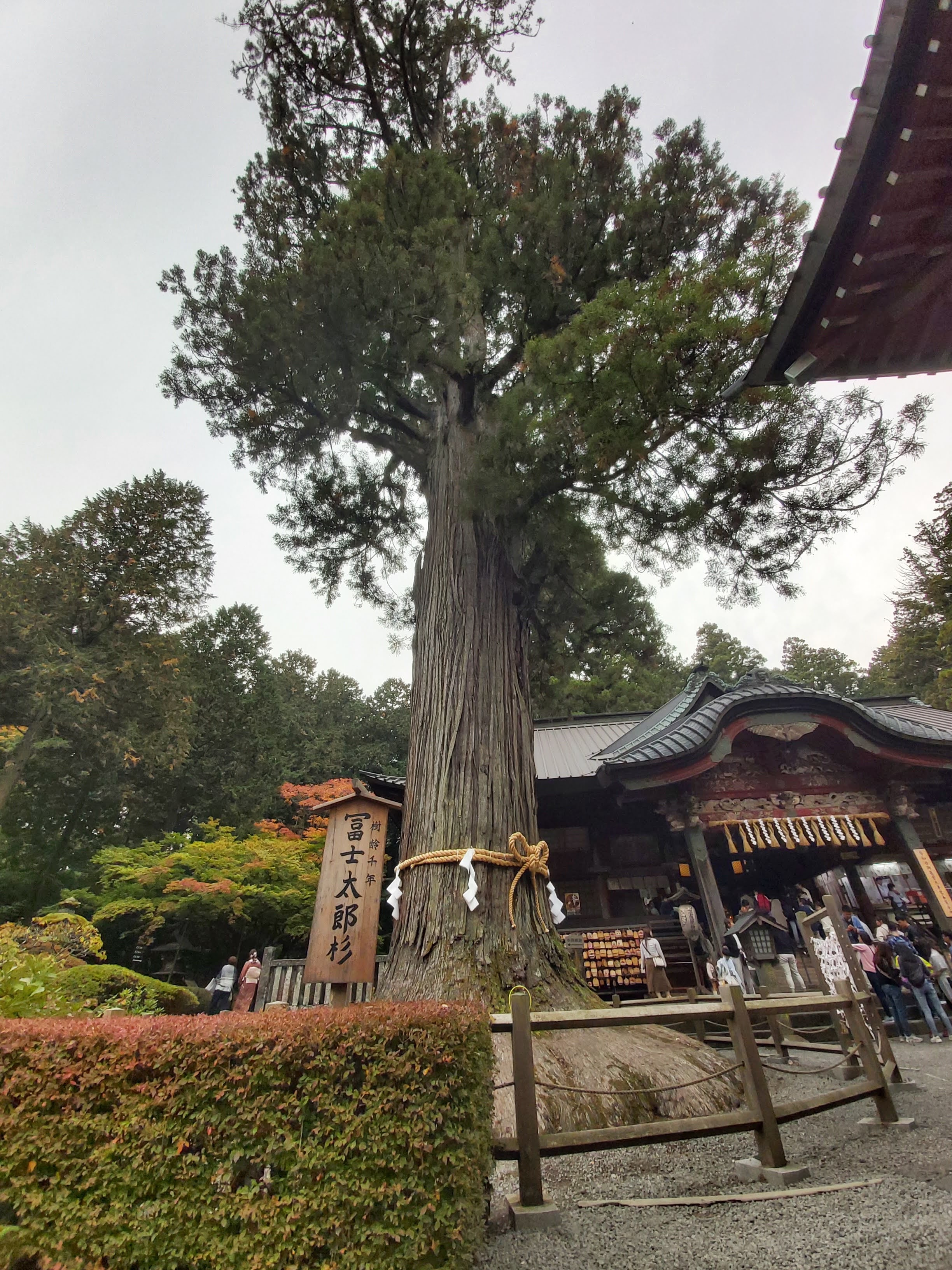 富士太郎衫