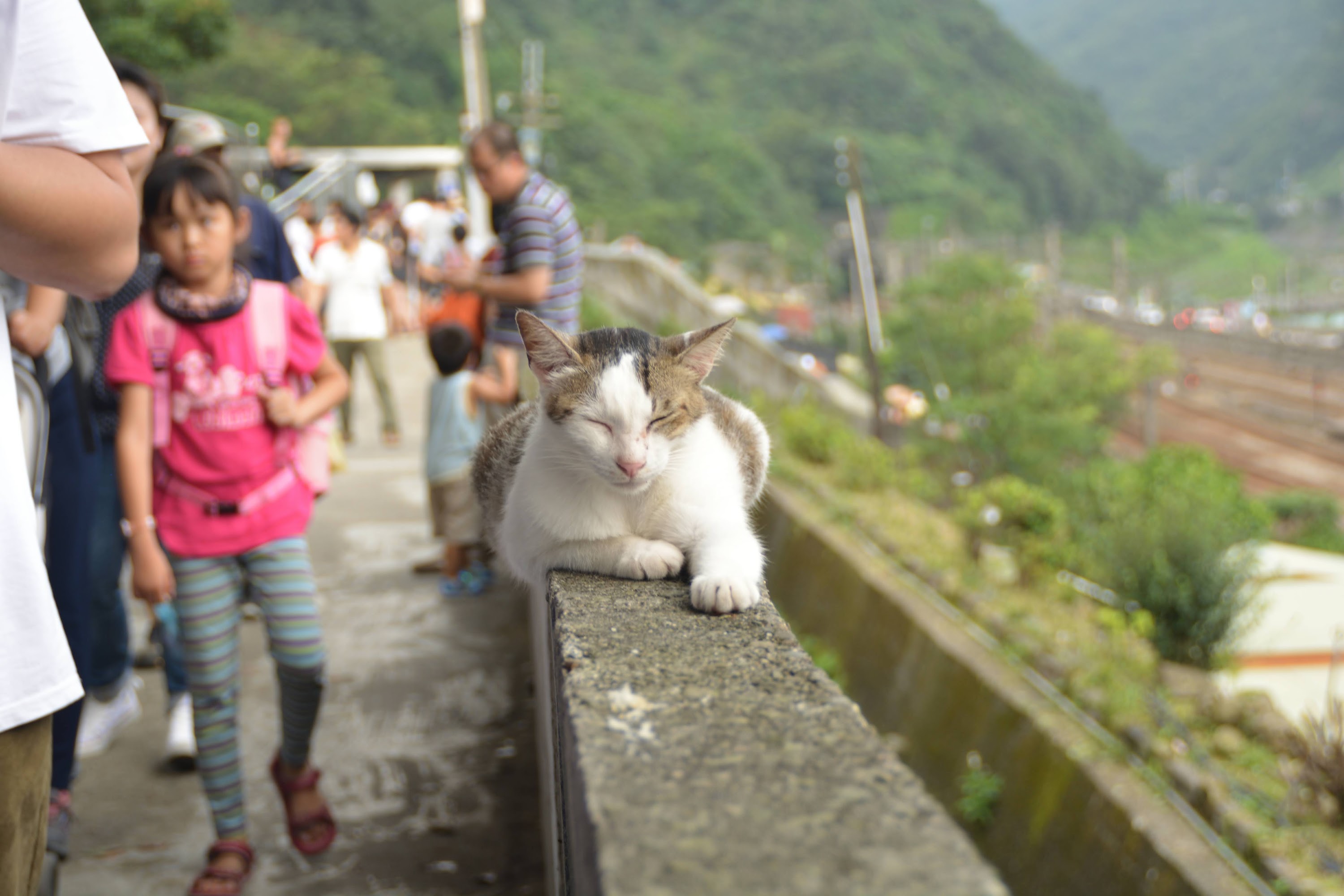 貓