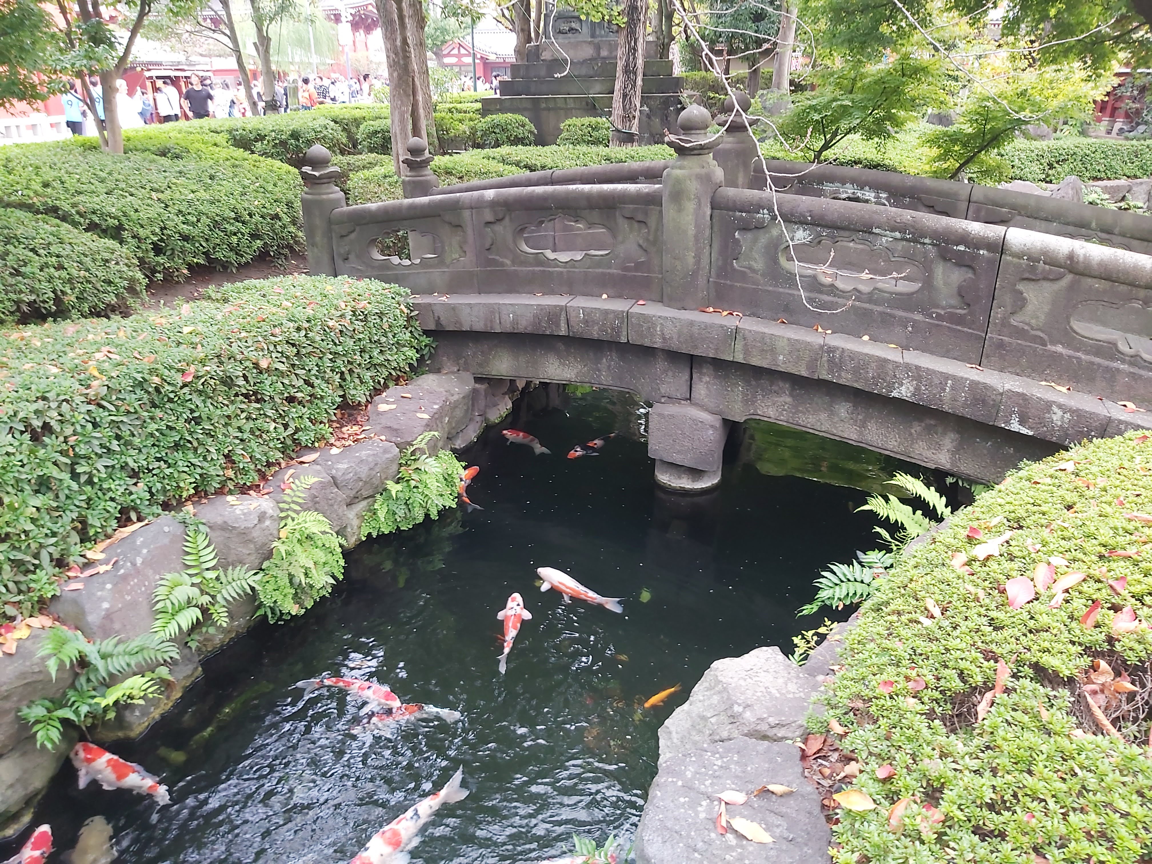 鯉魚