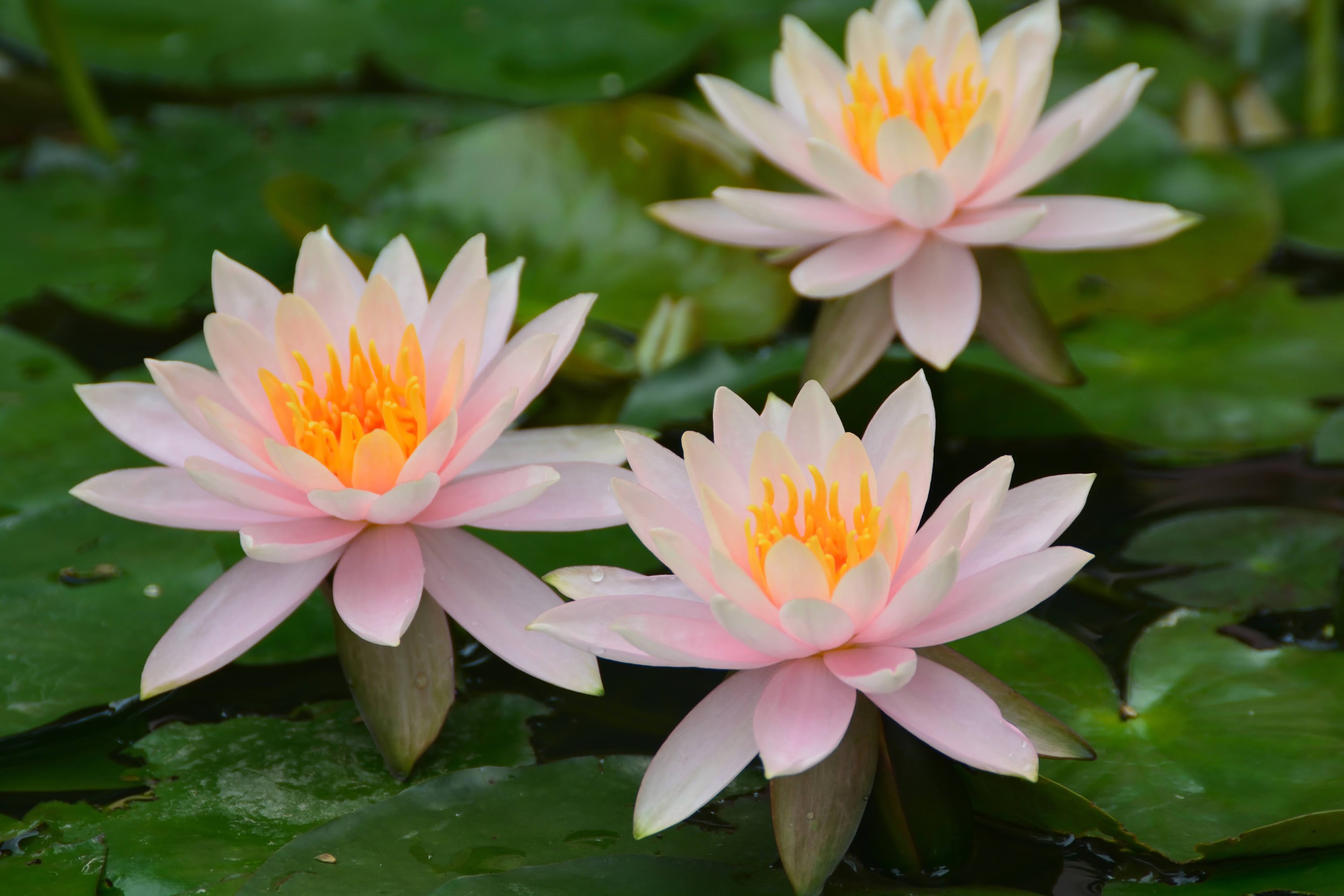 蓮花