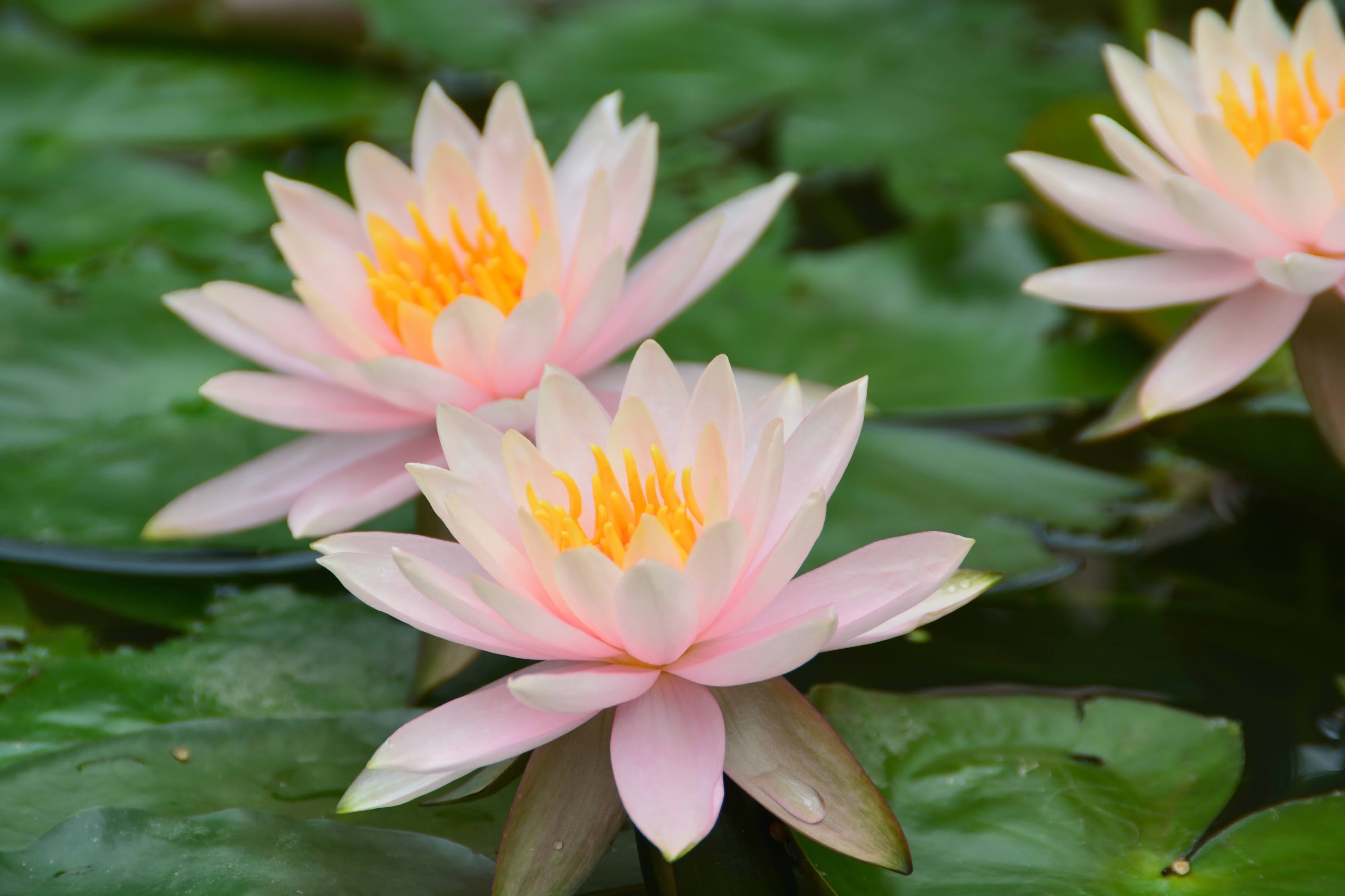 蓮花