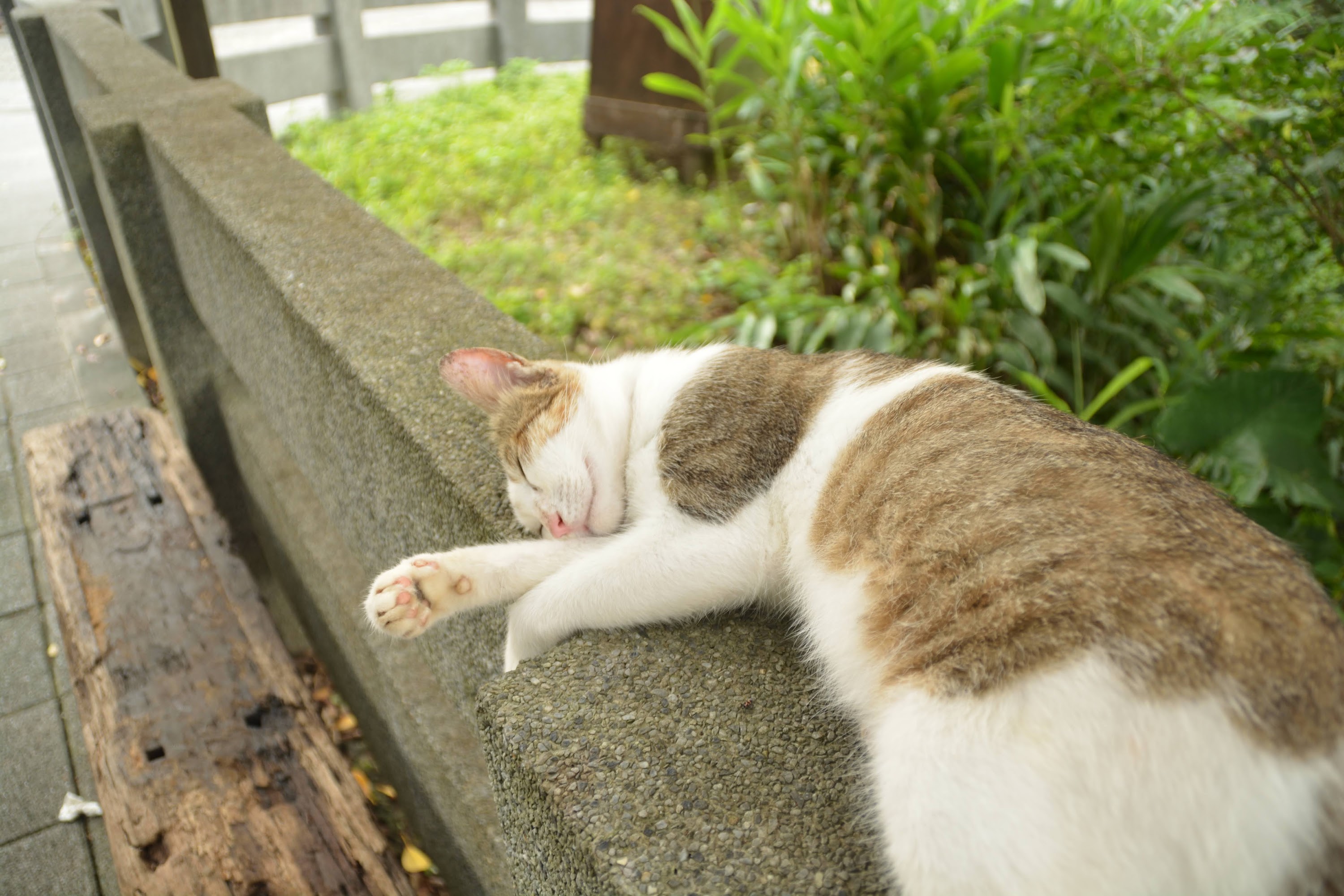 貓