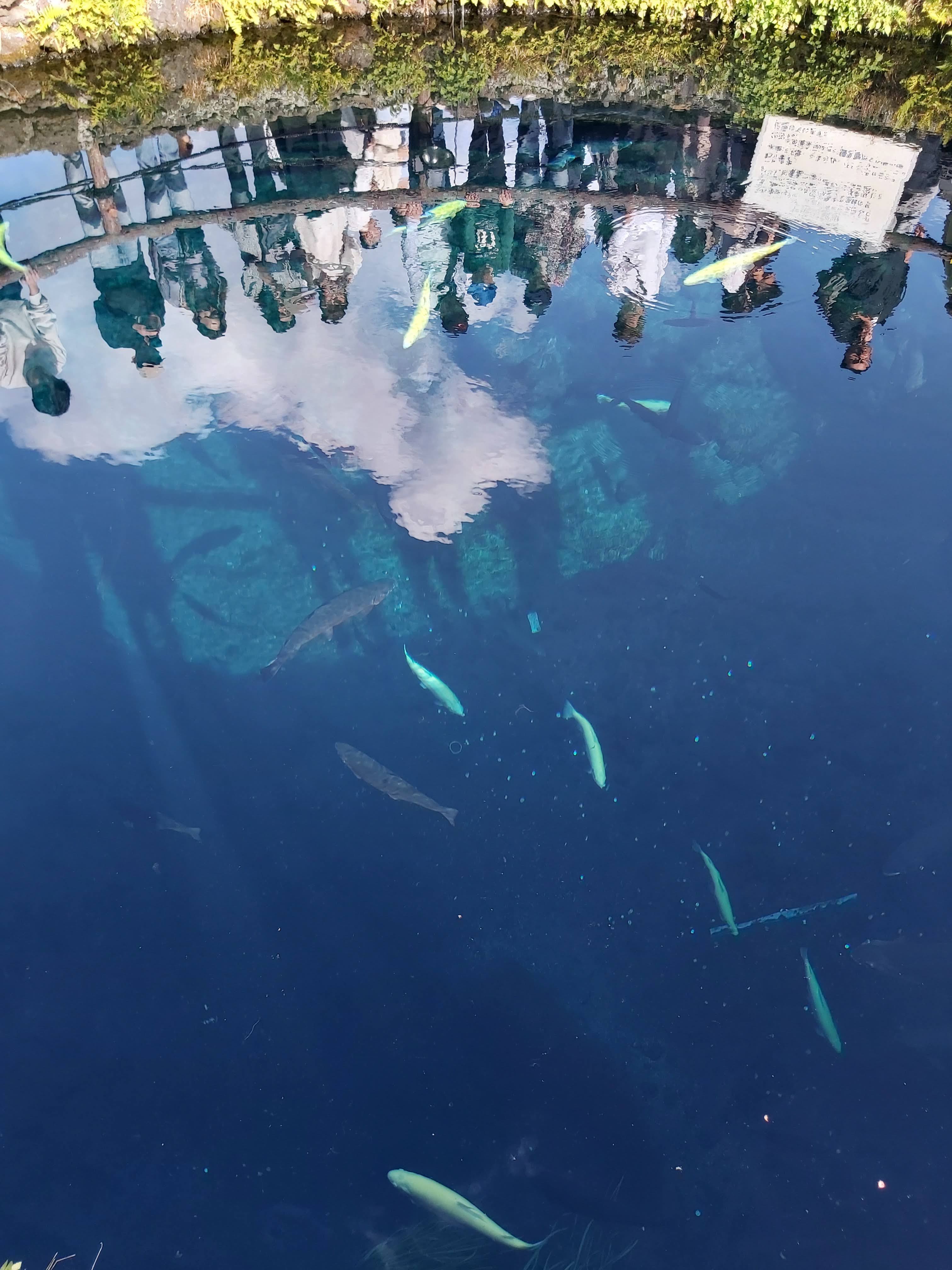 鯉魚