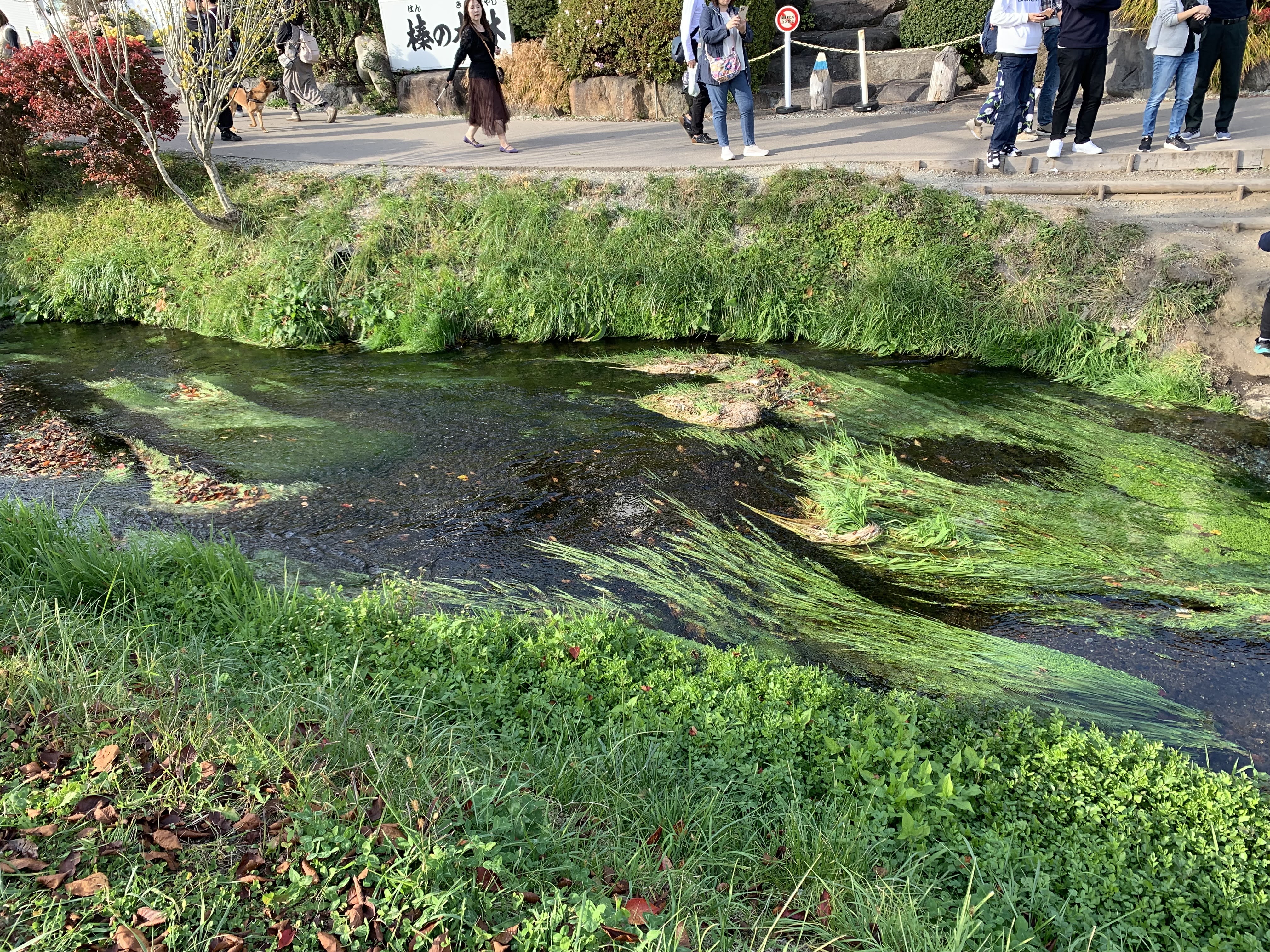 忍野八海