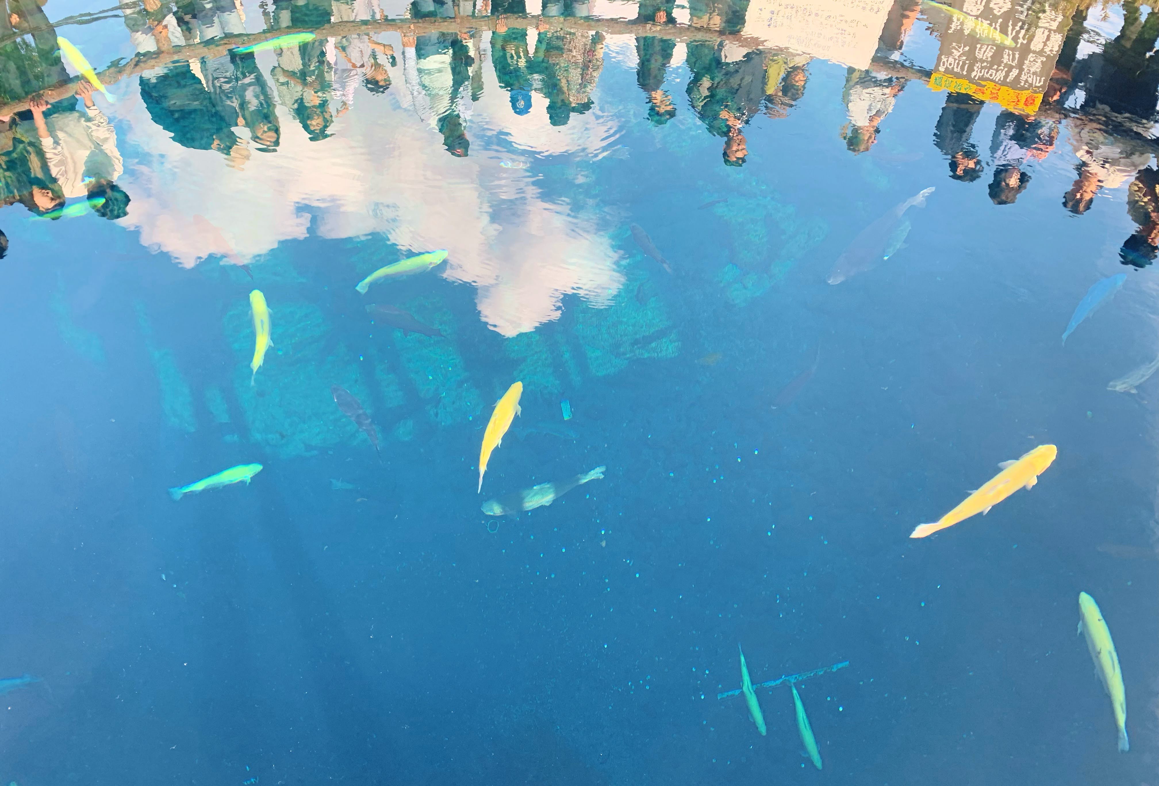 鯉魚