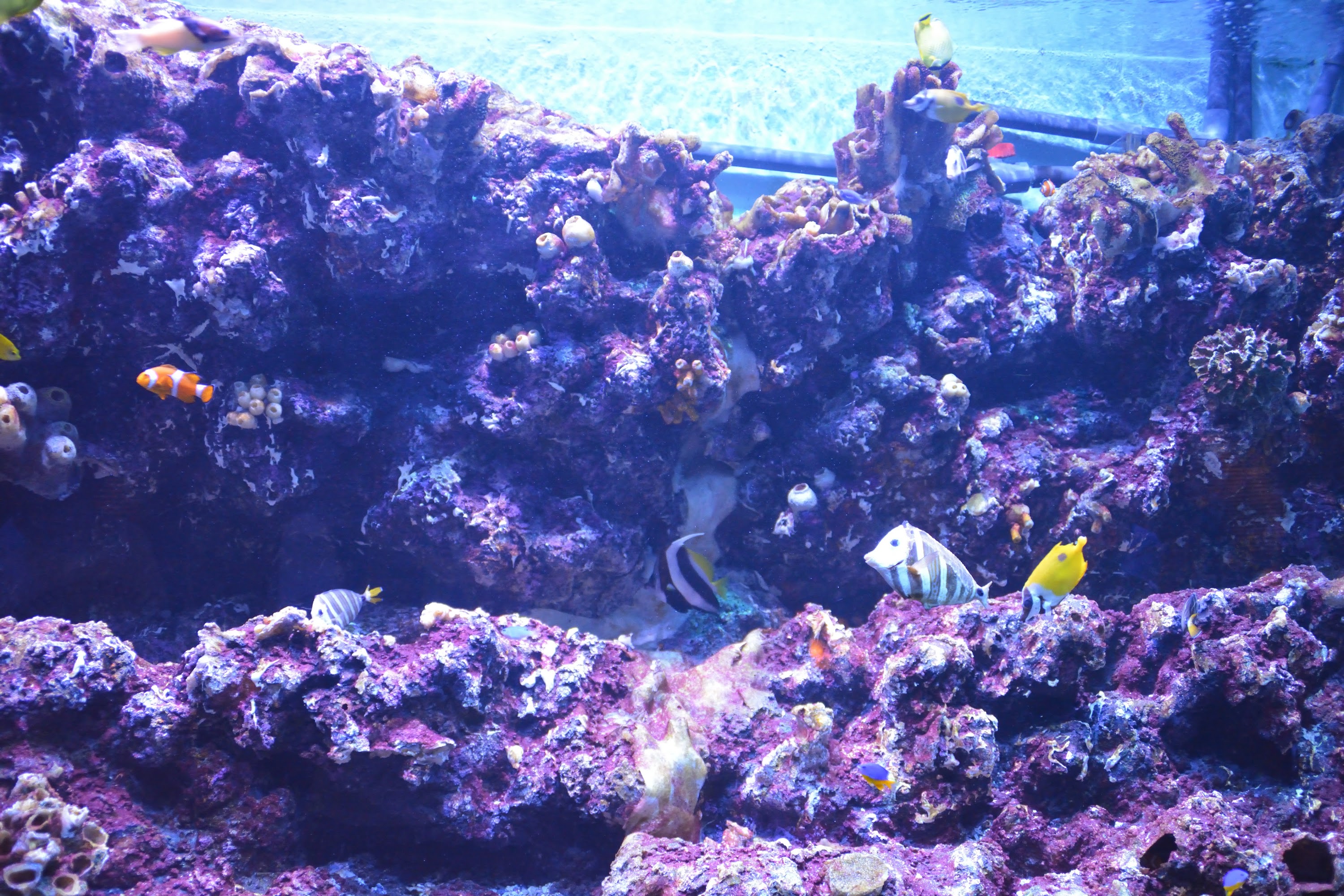 海洋博物館參觀